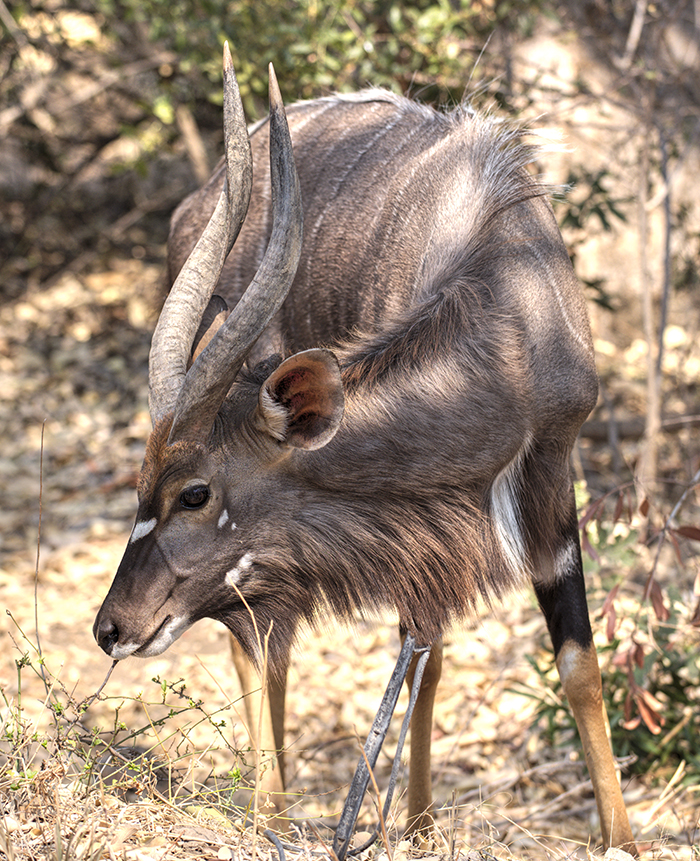 Nyala visiting bungalow